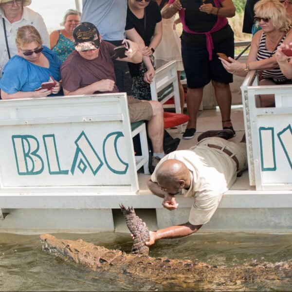 Black River Safari - Tour guide holding a crocodile in the water